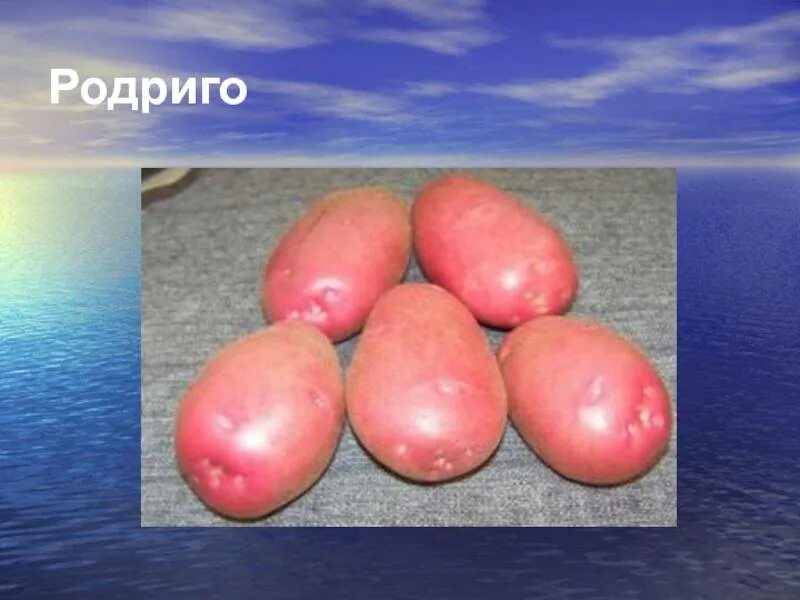 Картофель Родриго купить семена по низкой цене, доставка почтой по всей России И