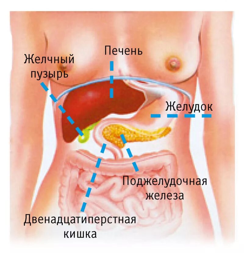 Печень находится у человека фото