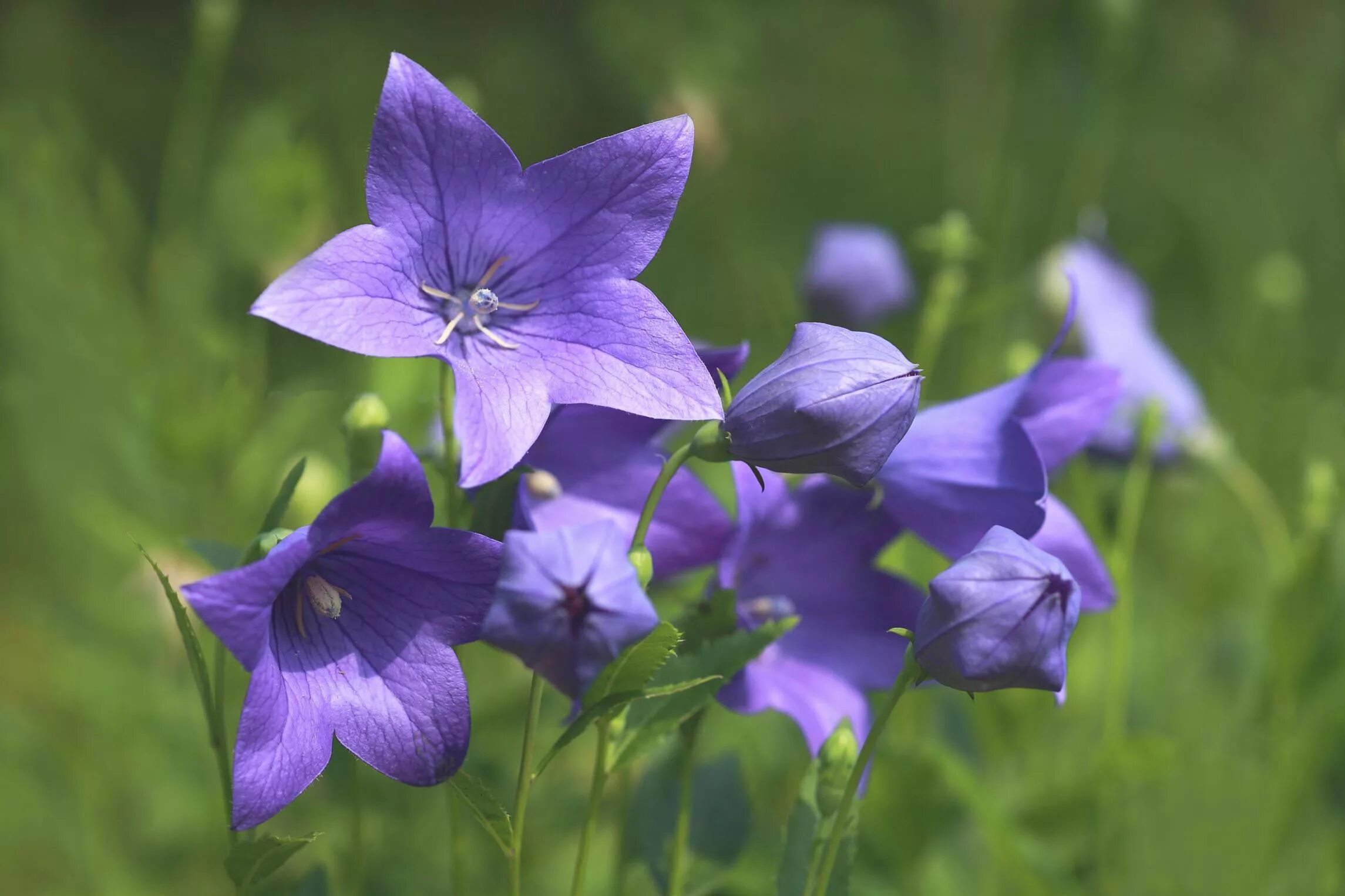 Платикодон Фуджи Блю. Платикодон колокольчик многолетний. Platycodon grandiflorus. Ширококолокольчик крупноцветковый платикодон.