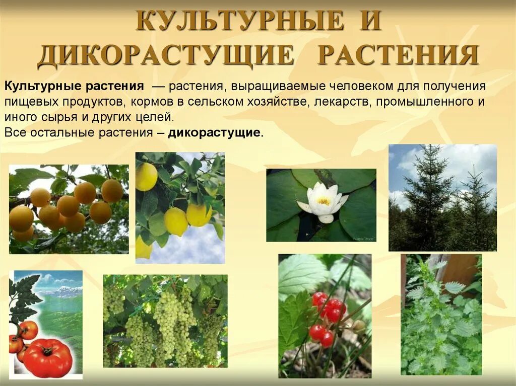 Дикорастущие и культурные растения. Цветы дикорастущие и культурные. Дикорастущие цветковые растения. РАСТЕНИЕДИКОРАСТУЩЕЕ икультурные.