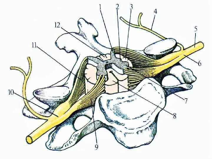 Корешковые нервы в пояснице. Задние ветви спинномозговых нервов анатомия. S1 нервный корешок анатомия. Задние ветви поясничных спинномозговых нервов. Ветви нервов l5-s1.