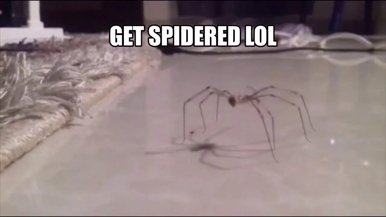It s getting spider