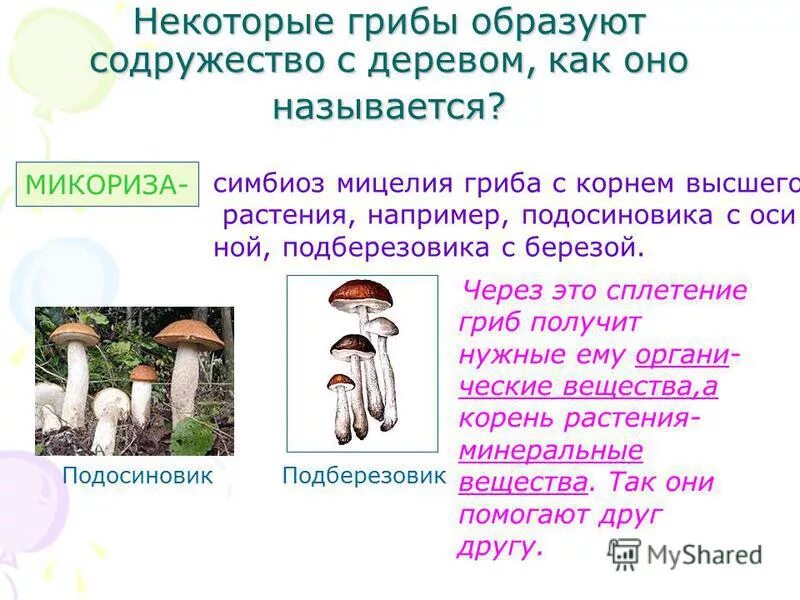 Почему некоторые грибы живут вблизи деревьев. Симбиоз грибницы с корнем дерева. береза и подберезовик симбиоз. грибы образуют симбиоз. грибы образуют микоризу.