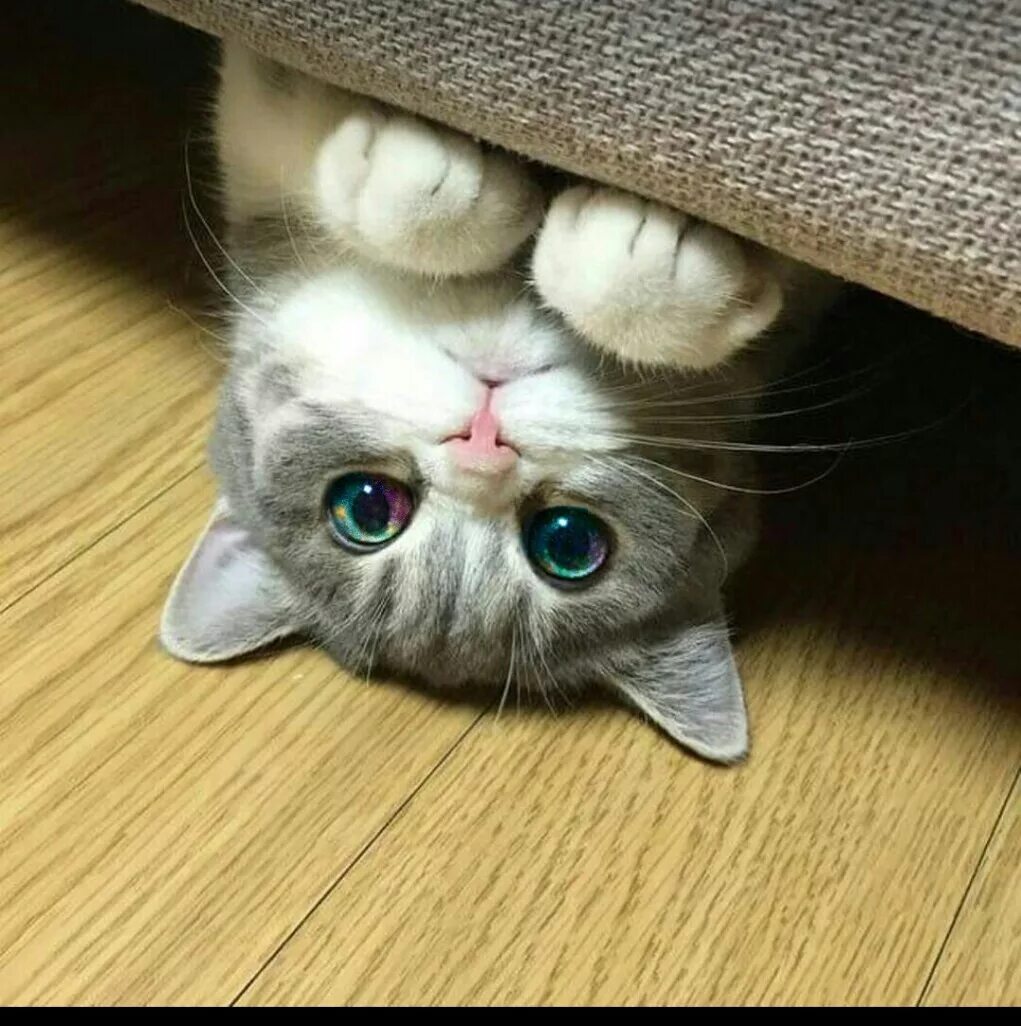 куку рисунок. клип ку-ку артур бабич. котики приколы. ку ку давай с тобой играть. куку прятки.