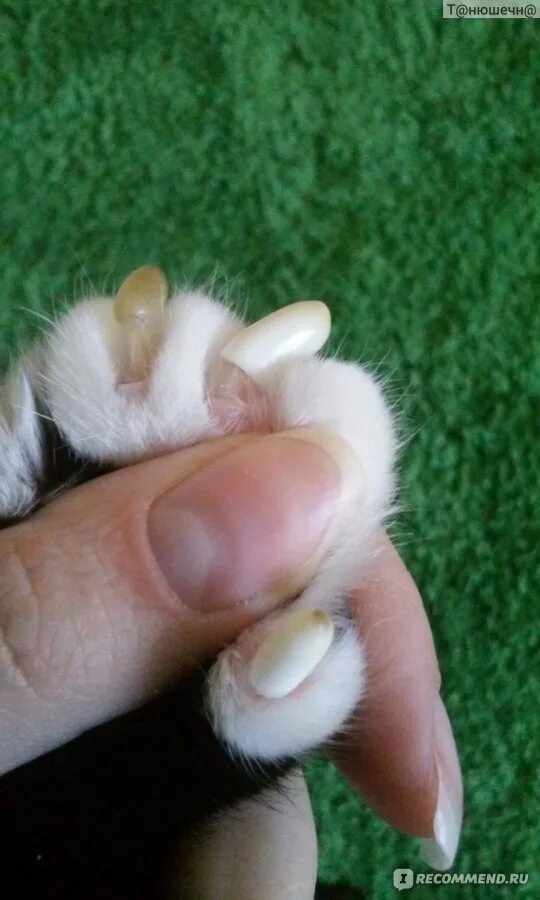 Сколько у кошки ногтей. Кошачьи подушечки когти. Врошиеся когти у кошек. Кошачий коготь.