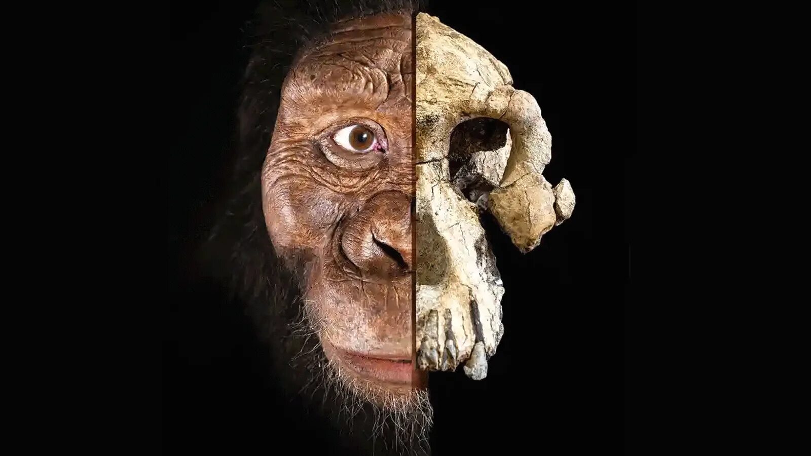 Кто самый 1 начал. Australopithecus anamensis. Австралопитек афарский Люси. Гоминид Люси. Австралопитек афарский фото.
