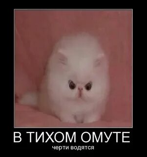 В тихом омуте черти водятся что означает