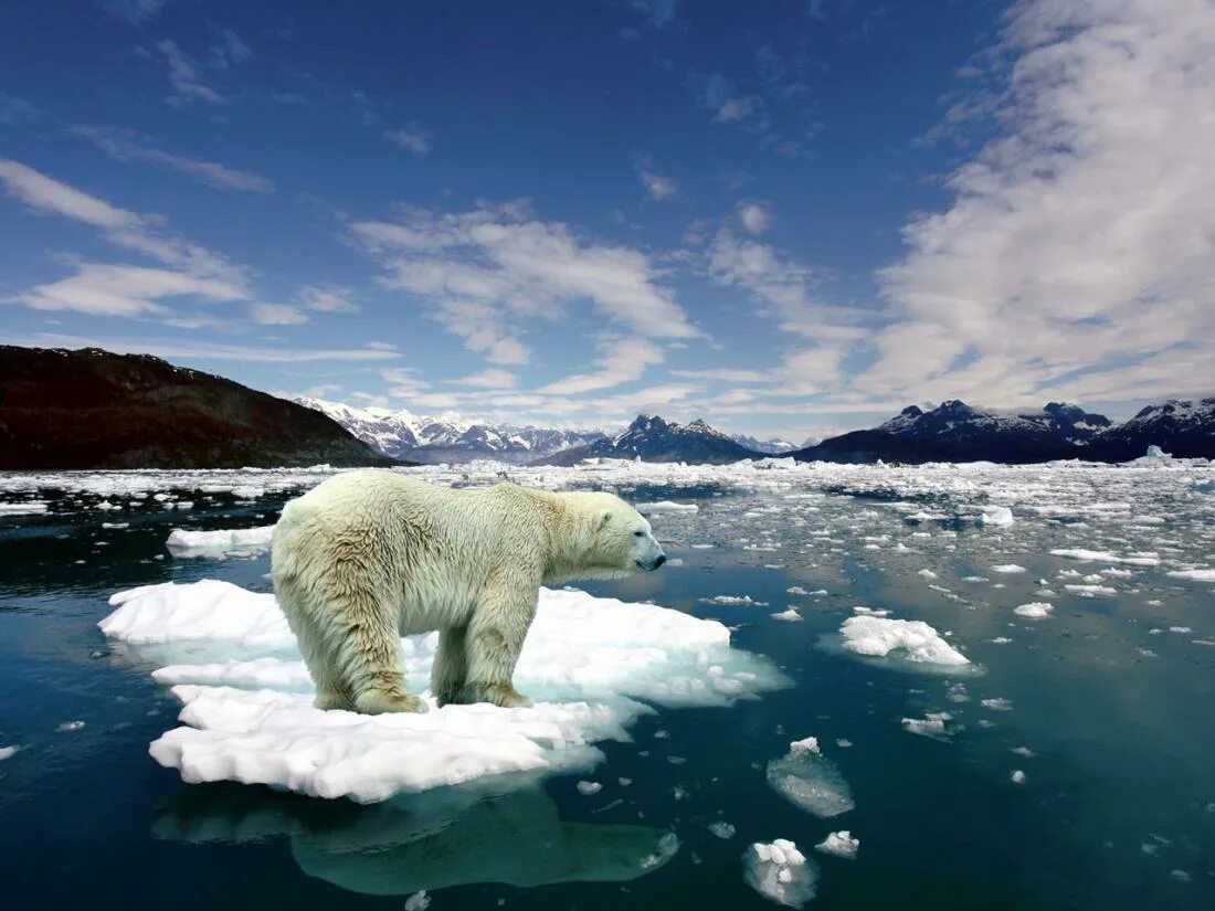 В связи с потеплением. Северный Ледовитый океан белый медведь. Белый медведь арктических пустынь. Белый медведь на льдине. Среда обитания белого медведя.