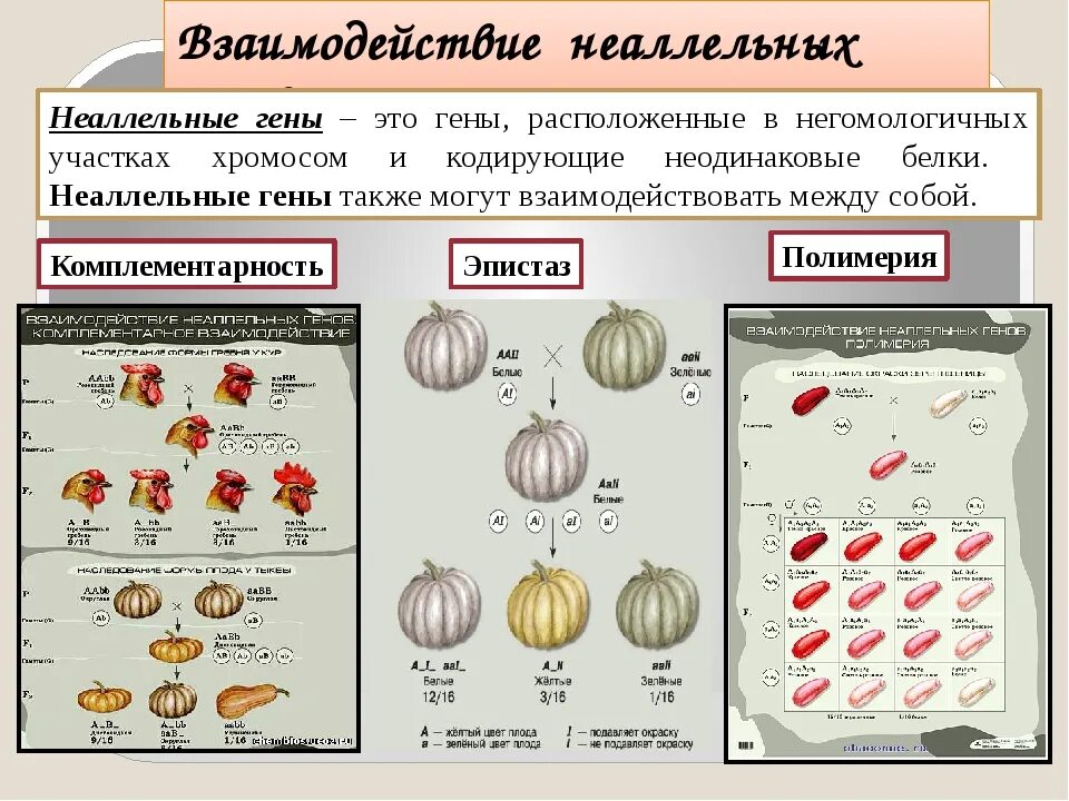 Взаимодействие генов презентация 10 класс. Схема типы взаимодействия аллельных генов. Взаимодействие неаллельных генов комплементарность эпистаз таблица. Взаимодействие аллельных и неаллельных генов эпистаз. Формы взаимодействия аллельных и неаллельных.