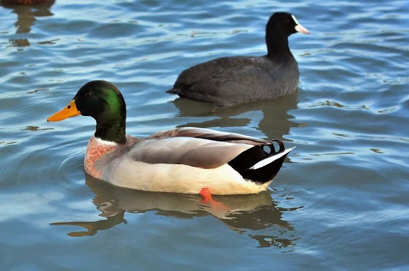 Утка краснодарская. Утка северная кряква. Расцветка утки. Утка в краснодарском крае. Селезень.