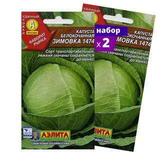 Капуста зимовка описание сорта и отзывы характеристика