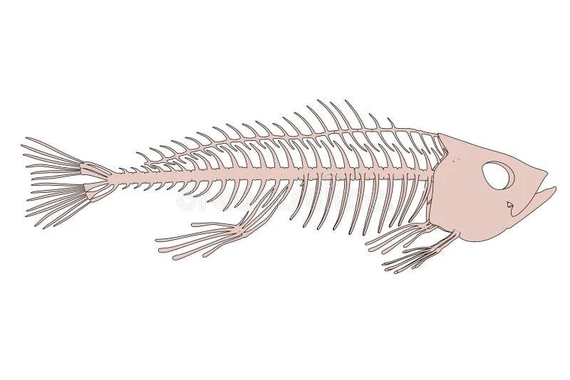 Кости рыбы собаке. Скелет рыбы. Рыбий скелетик. Скелет рыбы модель. Скелет рыбы строение.