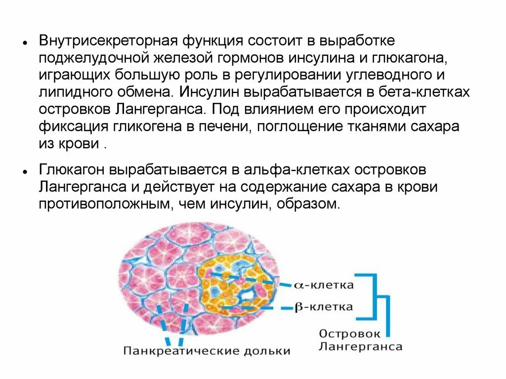 Альфа клетки островков лангерганса. Инсулин островки Лангерганса. Инсулин – гормон, вырабатываемый поджелудочной железой. Глюкагон вырабатываемый клетками островков Лангерганса. Внутрисекреторная функция поджелудочной железы.