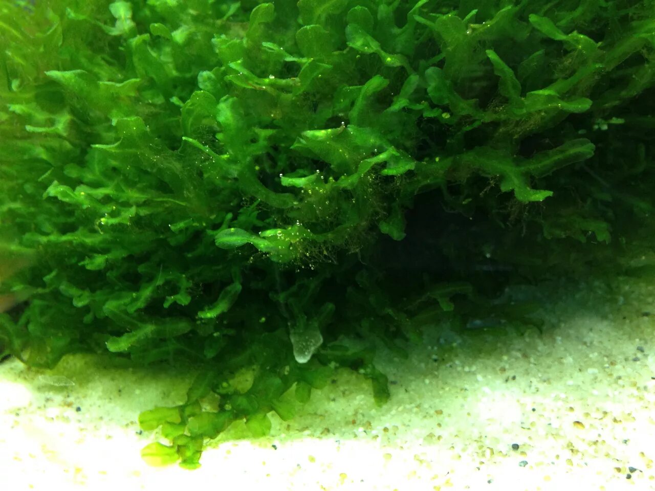 Тонкие водоросли. Водоросли нитчатка. Нитчатые зеленые водоросли. Зеленые водоросли в аквариуме. Пучки зеленых водорослей в аквариуме.