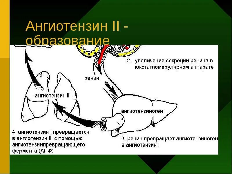 Ренин образуется в