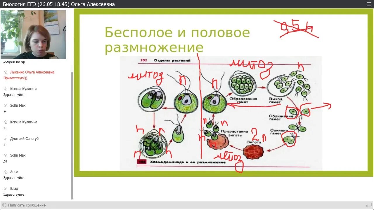 Класс биология интернет урок. Жизненные циклы растений ЕГЭ биология. Циклы растений ЕГЭ по биологии. Жизненные циклы растений для ЕГЭ по биологии. Жизненный цикл ЕГЭ биология.