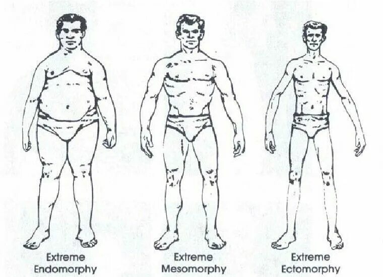 Пикнический Тип телосложения Кречмер. Типы телосложения астенический пикнический атлетический. Пикник Атлетик астеник Кречмер. Типы телосложения пикник астеник Атлетик. Тип пикник
