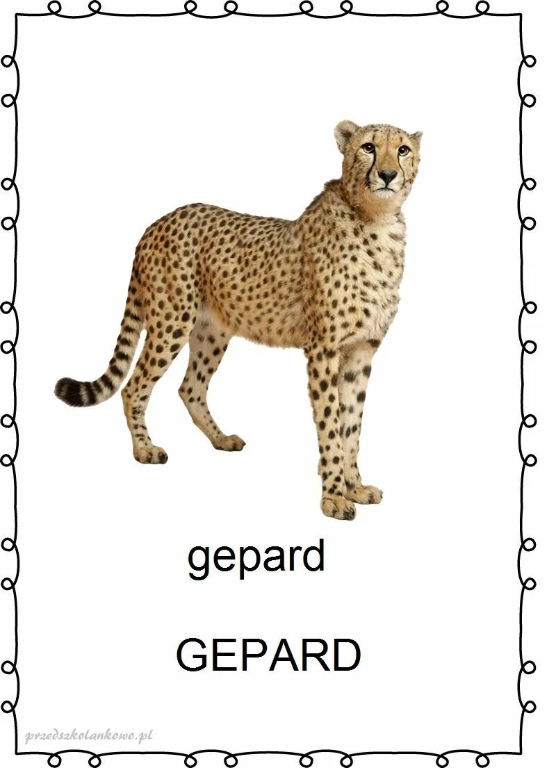 Строение гепарда. Гепард на английском. Факты о гепарде. Гепард описание.