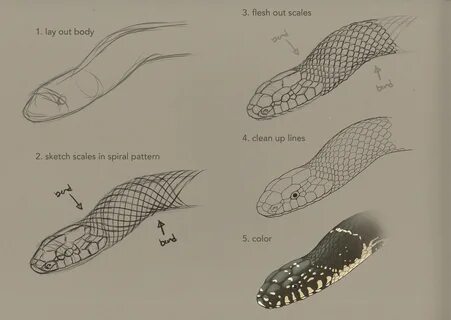 Reptiles and Amphibians - Nixon Medical Media