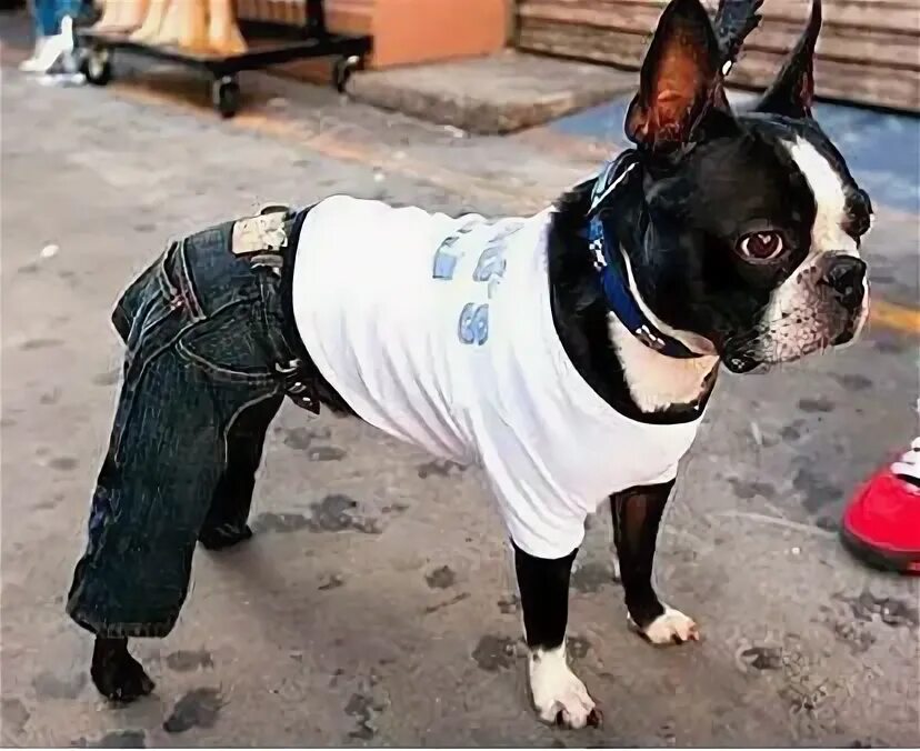 Dogs my pants off. Пес в штанах. Чихуахуа в джинсах. 31 июля картинки прикольные. Мужчины в обтягивающих джинсах бульдог.