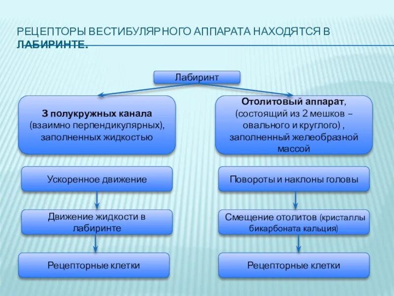 Рецепторы вестибулярного аппарата находятся. Вестибулярные рецепторы расположены. 2 Рецепторы вестибулярного аппарата. Лабиринт три полукружных канала взаимно перпендикулярных.