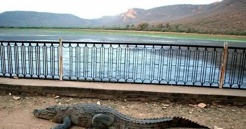 Крокодил неуклюжий
