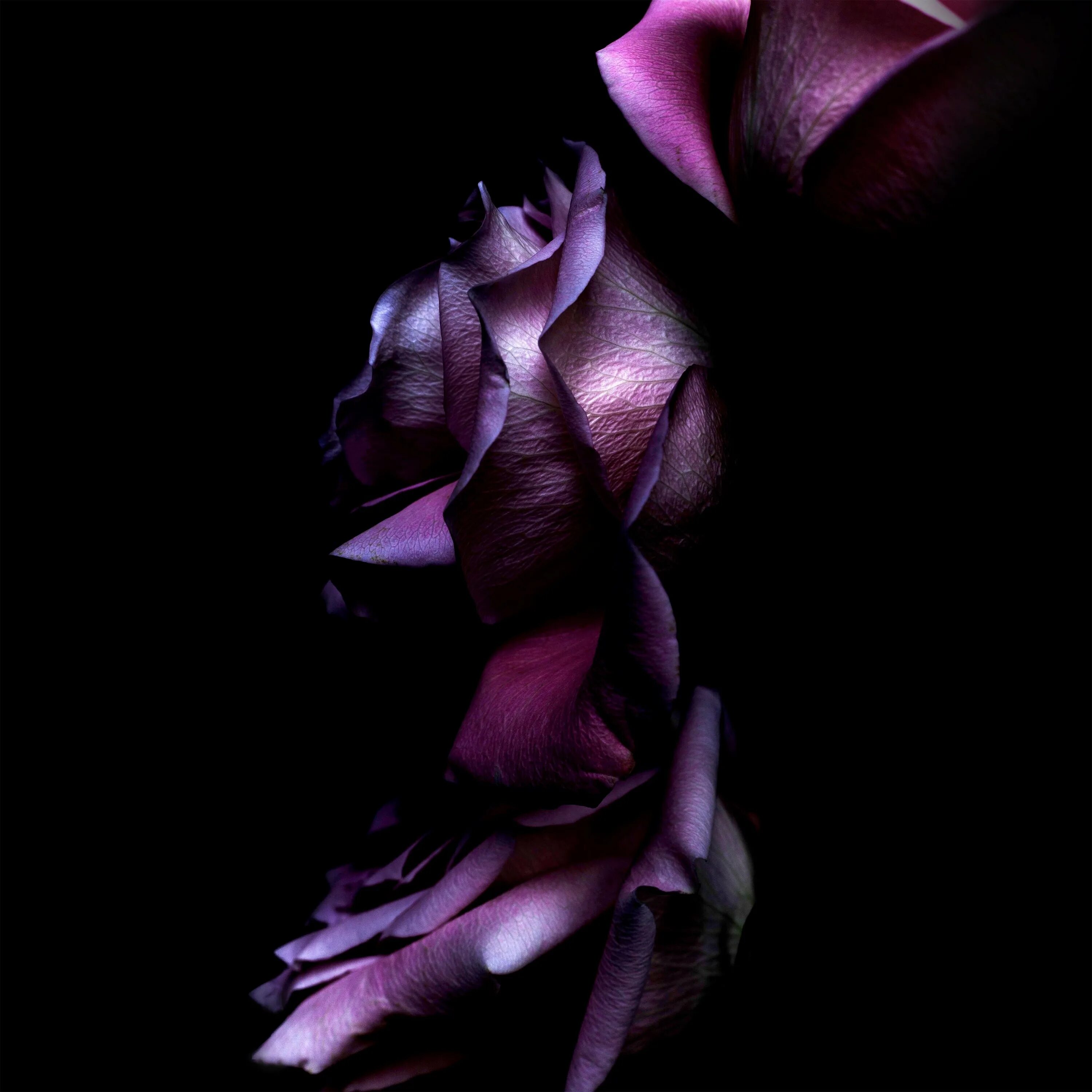 Фон на телефон темные цветы. Цветы на черном фоне. Фиолетовые цветы. Цветы на темном фоне. Красивые цветы на темном фоне.
