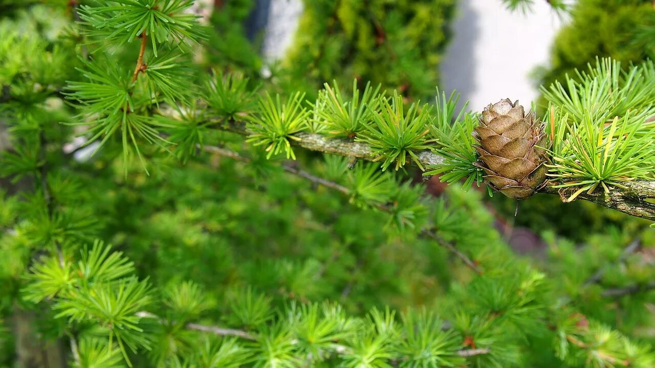 Лиственница Сукачева (Larix sukaczewii). Лиственница Сибирская хвоя. Лиственница европейская голосеменное. Лиственница Чекановского шишки.