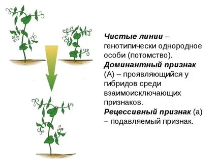 Выведение чистой линии растений