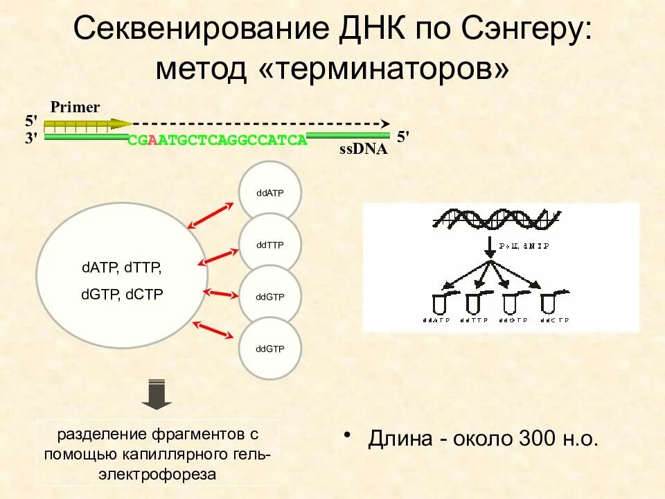 Метод секвенирования днк. Схема химического секвенирования ДНК. «Плюс-минус» метод секвенирования ДНК. Секвенирование по методу Сэнгера. Этапы секвенирования по Сэнгеру.