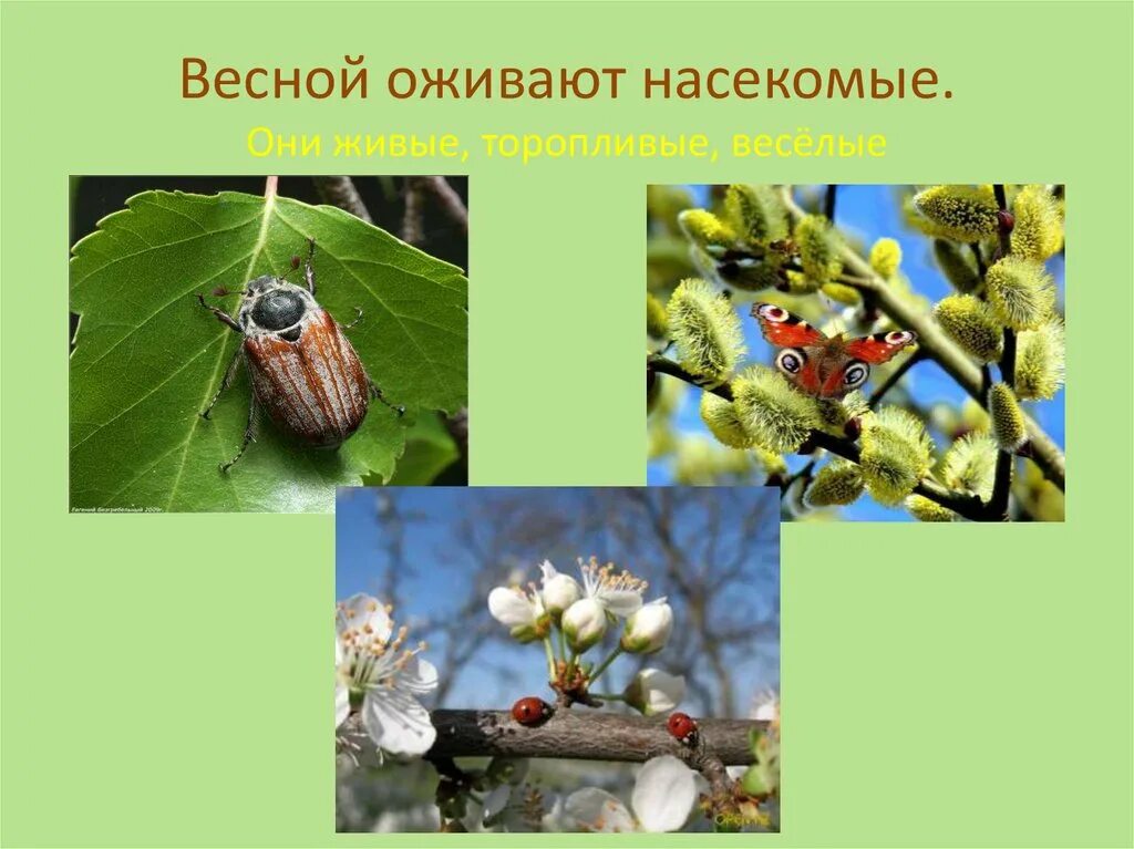 Насекомые весной. Оживают насекомые весной. Просыпаются насекомые весной. Весной появляются насекомые.
