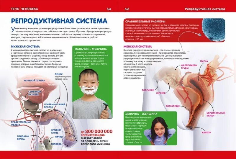 Репродуктивная система детская энциклопедия. Половые органы энциклопедия для детей. Гениталии детская энциклопедия.