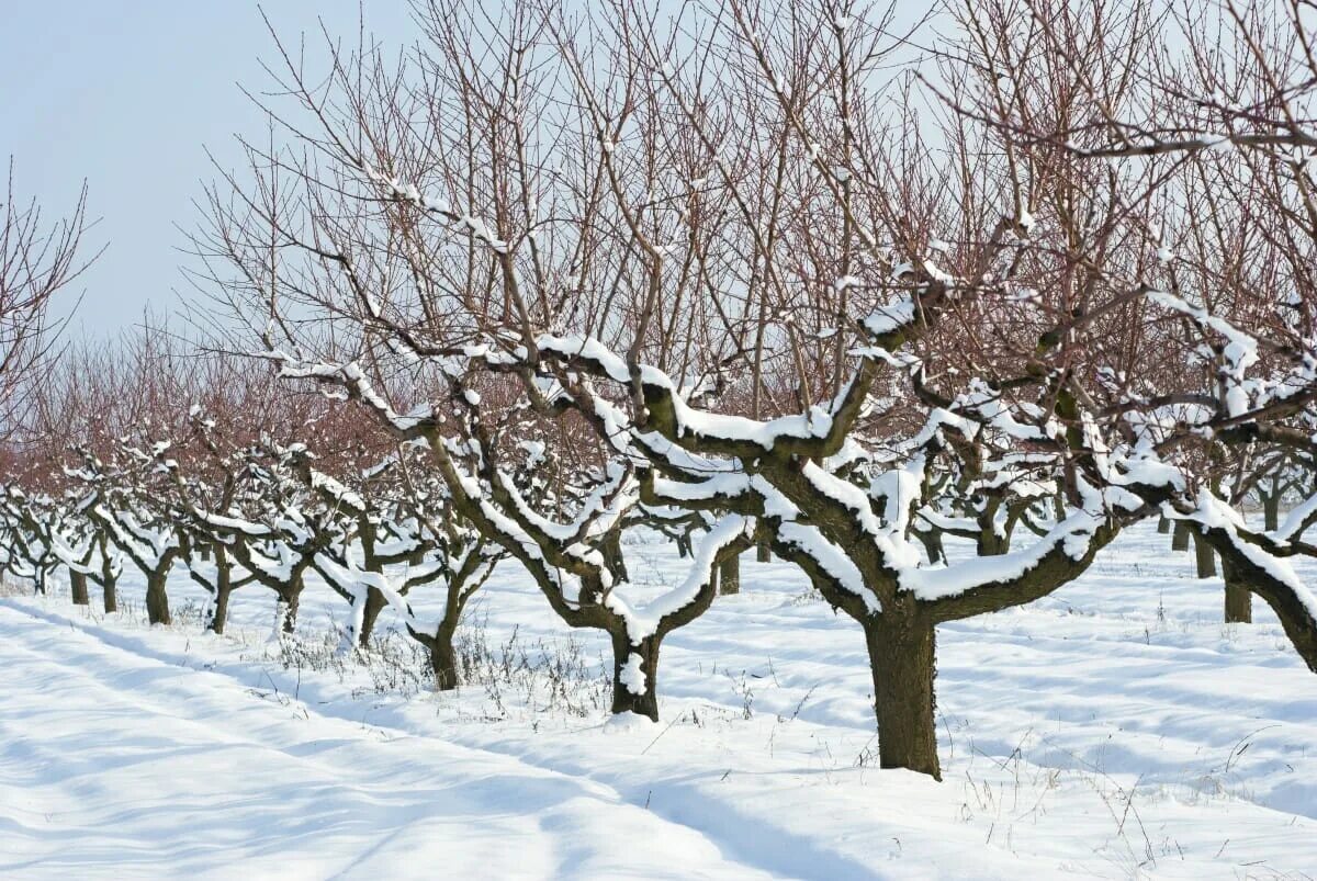 Молодая яблоня зима. Подмерзание веток яблони. Сад зимой. Яблони в саду зимой. Яблоня дерево зимой.