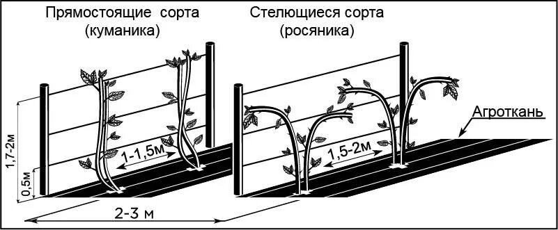 На каком расстоянии сажать ежевику друг