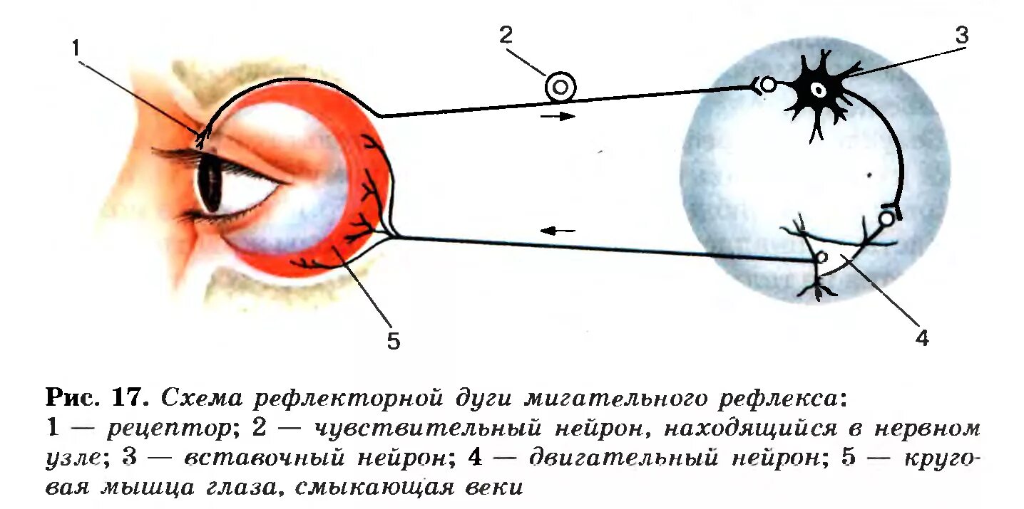 Глаз смотрит мозг видит. Рефлекторная дуга мигательного Ре. Схема рефлекторной дуги мигательного рефлекса. Рефлекторная дуга миндального рефлекса. Оефлективная дуга мегательного рефлекса.