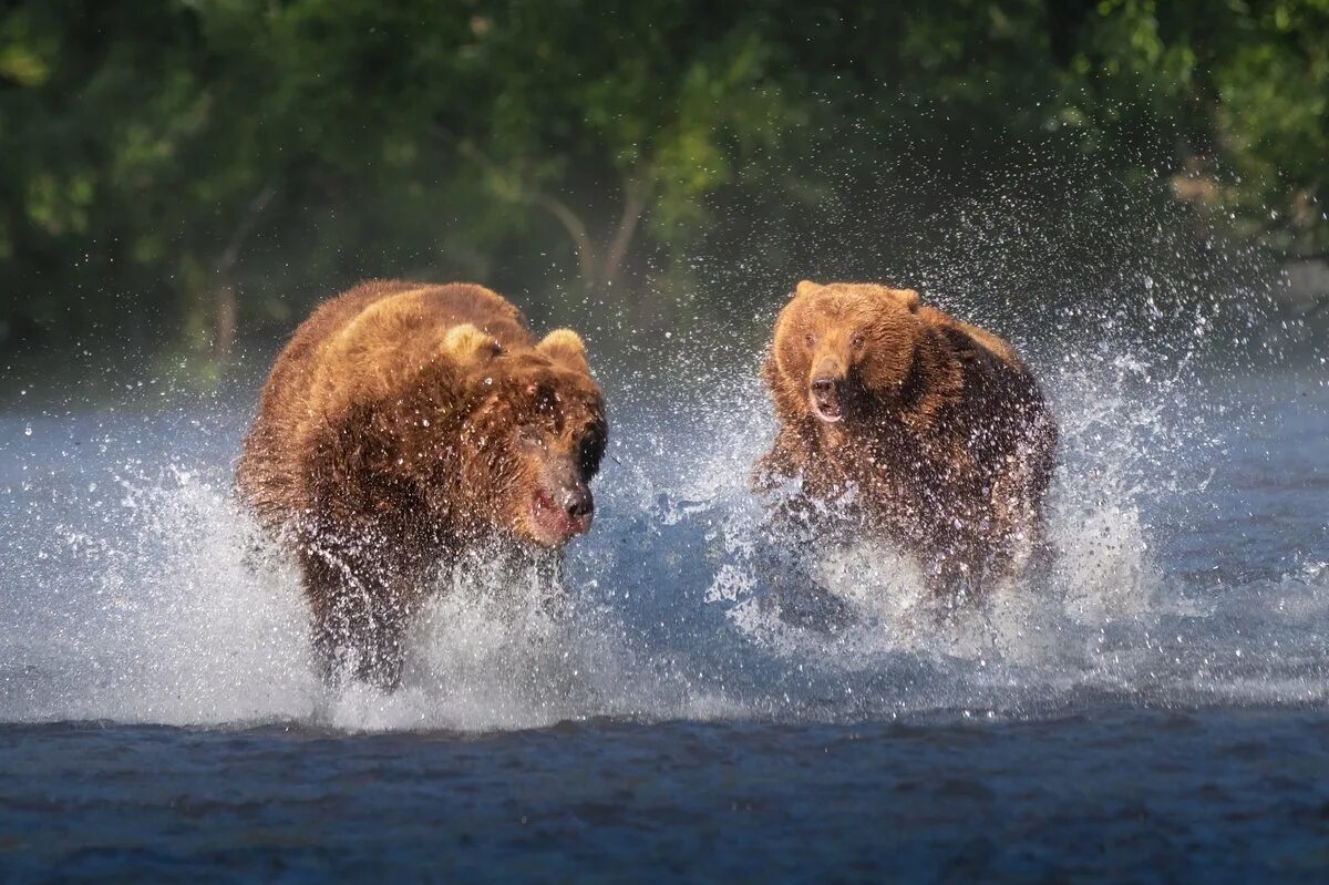 Смел беги