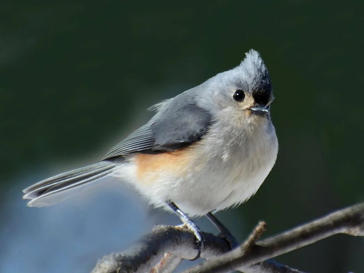 Серые птицы песня. Tufted Titmouse птица. Хохлатая синица ТИТМАУС. Маленькая серенькая птичка с хохолком. Хохлатая маленькая серая птичка.