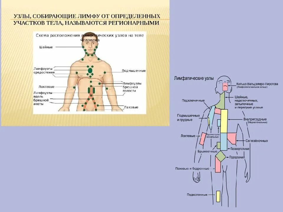 Где у женщины расположены лимфоузлы. Лимфатический узел человека. Схема лимфатического узла. Расположение лимфатических узлов на теле человека схема. Лимфатические узлы живота.