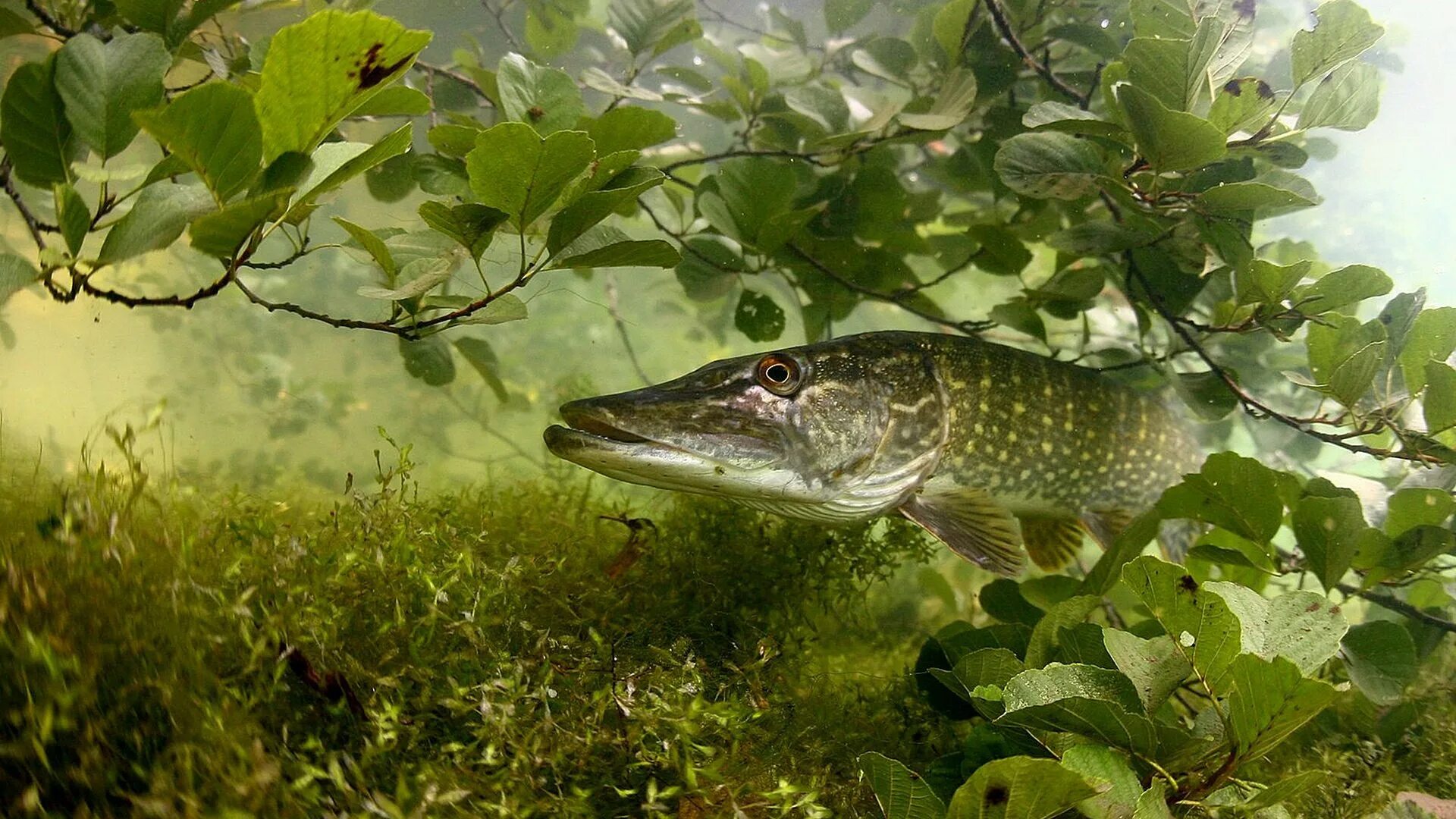 Щука какое животное. Щука Esox Lucius. Обыкновенная щука (Esox Lucius). Щука Енисейская. Аквитанская щука.