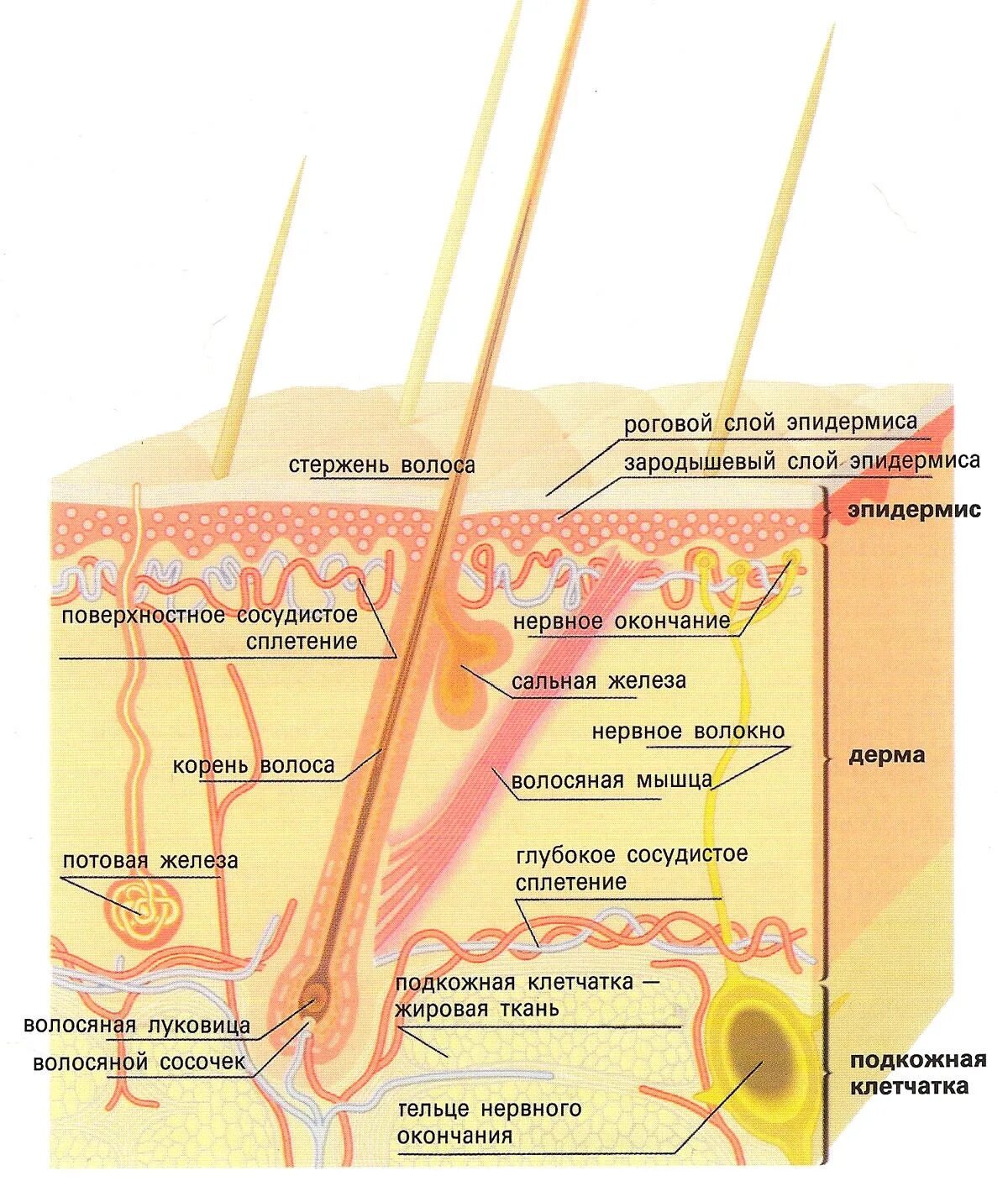 Слои корня волос. Эпидермис дерма подкожная клетчатка. Строение кожи эпидермис ногти волосы. Строение кожи эпидермис биология. Эпидермис дерма волосяная луковица.