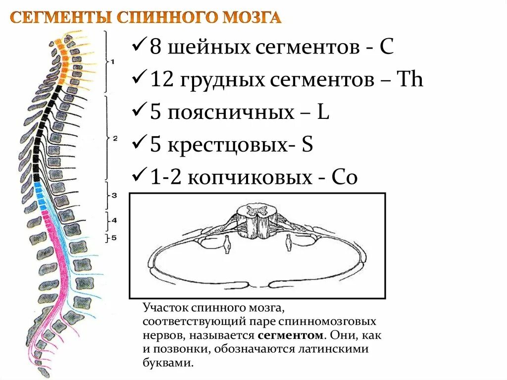 В шейном отделе спинного мозга сегментов. Строение спинного мозга шейные сегменты. Сегменты спинного мозга т11 схема. Сегменты спинного мозга и позвонки таблица. Крестцового сегмента спинного мозга (s 3).