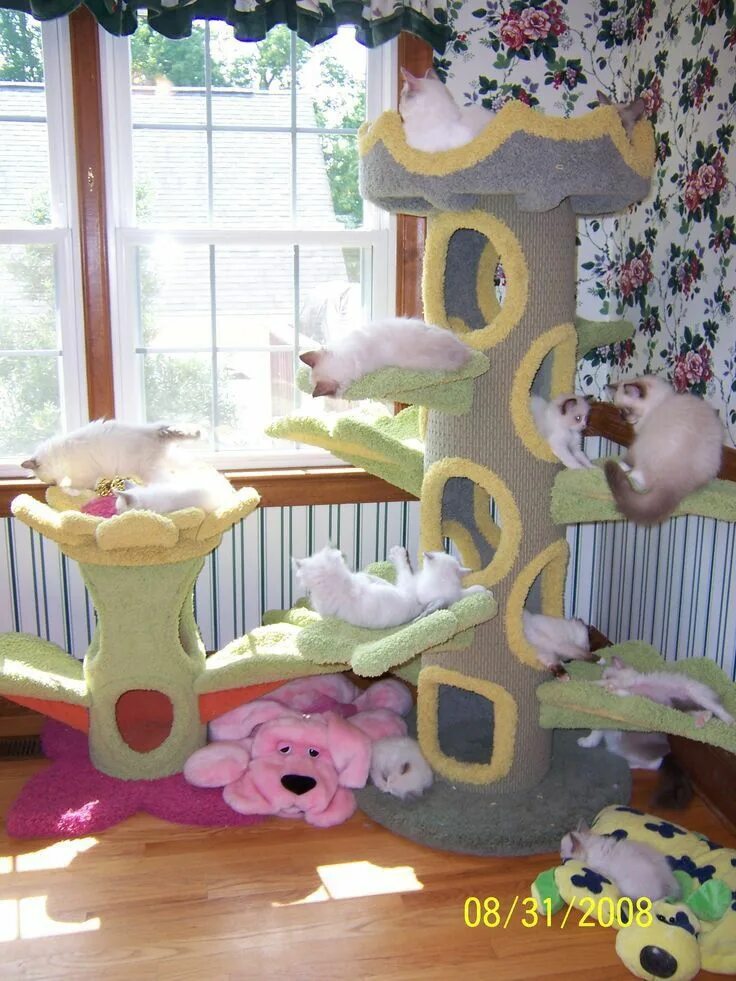 Cat playground
