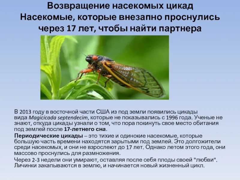 Какой тип развития характерен для цикады. Цикада информация. Цикада факты. Сообщение о цикаде. Цикада описание насекомого.
