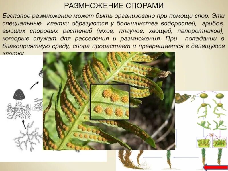 Что такое размножение спорами. Размножение спорами. Споры у папоротника образуются. Размножение с помощью спор. Размножение спорами у растений.