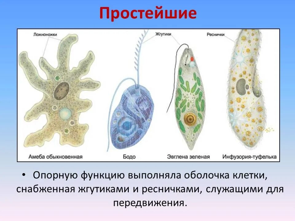 Амеба и инфузория туфелька. Простейшие одноклеточные амеба. Жгутики реснички ложноножки. Нервная система простейших.
