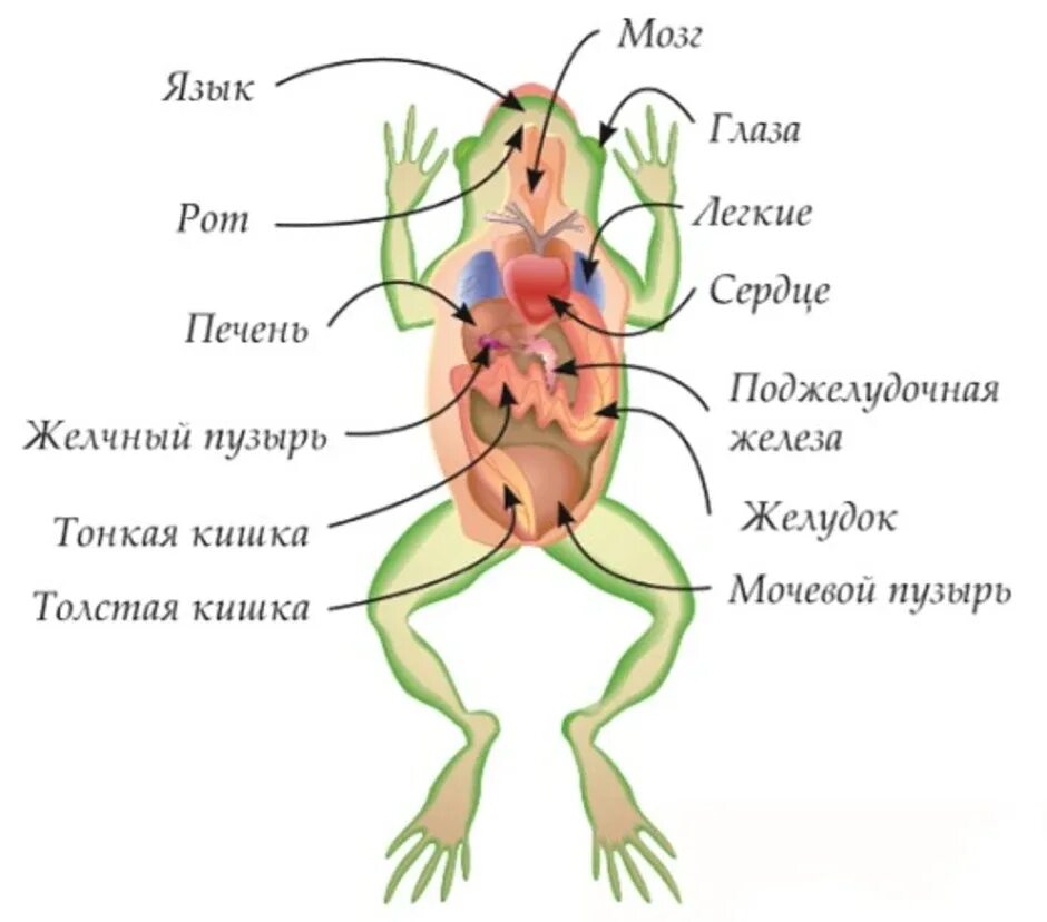 Внутренние органы лягушки схема. Строение внутренности лягушки. Внутреннее строение тела лягушки. Внутреннее строение бесхвостых земноводных. Тело земноводных состоит из