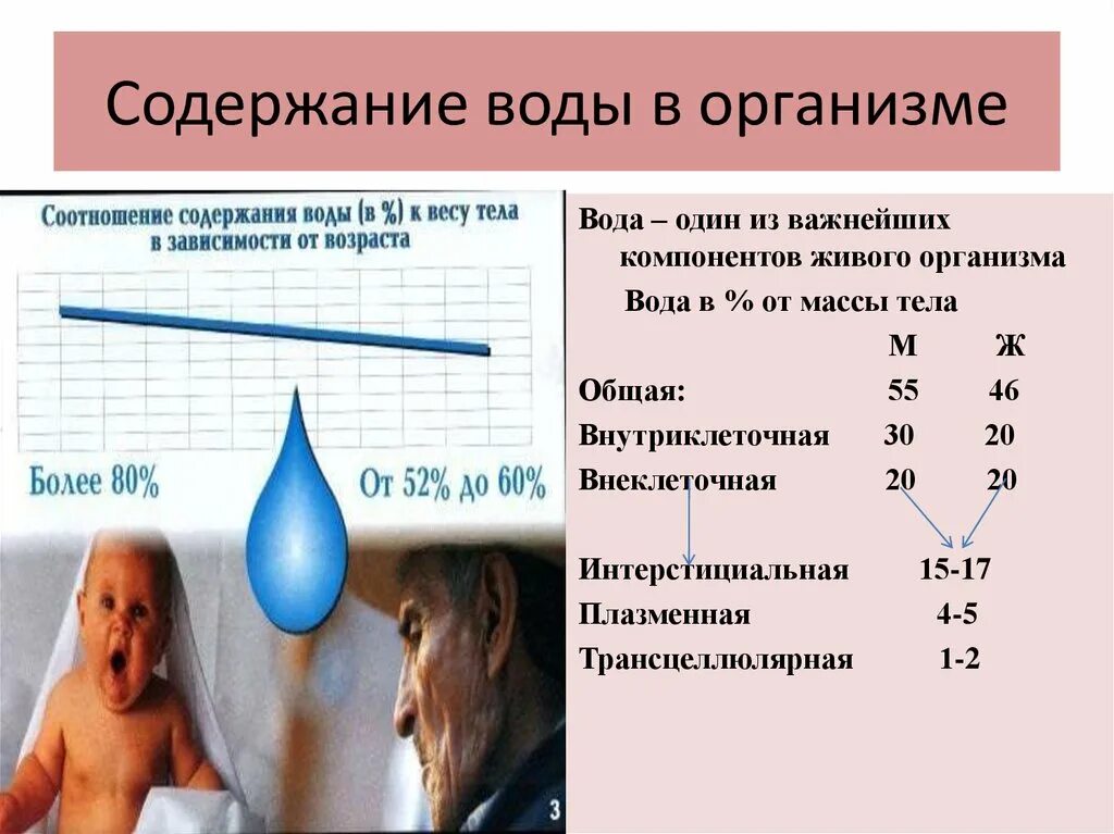 Содержание воды на 25. Содержание воды в организме человека. Содержание воды в живых организмах. Общее содержание воды в организме. Содержание воды в теле.