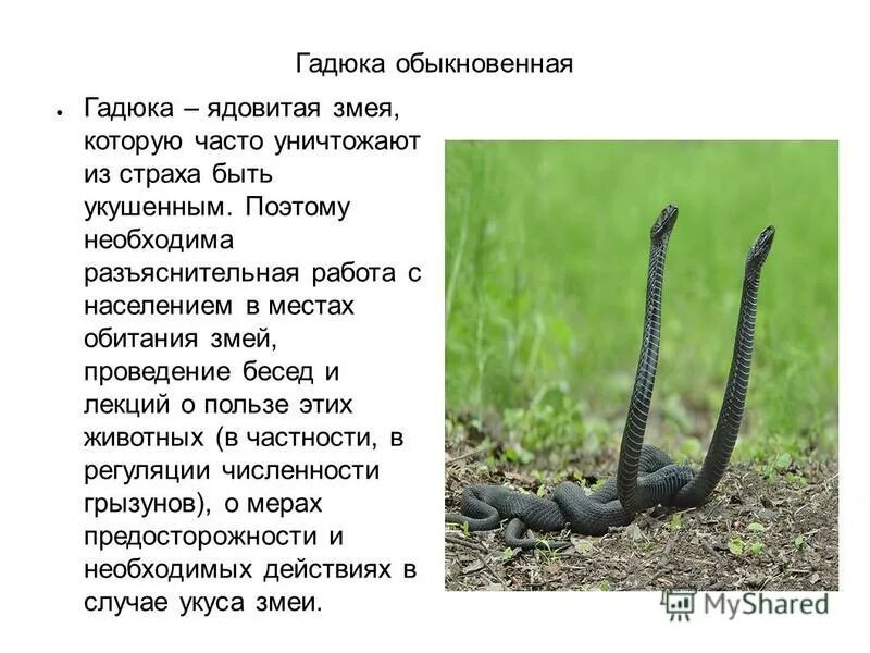Где гадюки в россии. Змея гадюка ядовитая. Гадюка обыкновенная гадюка ядовитая. Гадюка обыкновенная место обитания. Обыкновенная гадюка ядовитые животные.