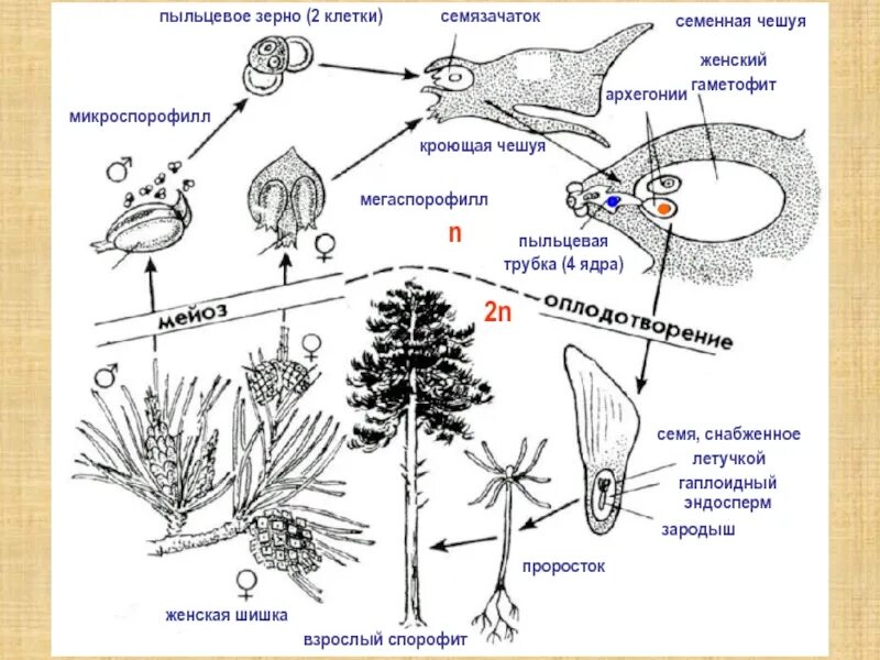 Клетки мужского гаметофита. Цикл развития голосеменных растений схема. Схема жизненного цикл годосеменных растений. Жизненный цикл голосеменных схема. Жизненный цикл голосеменных растений схема.