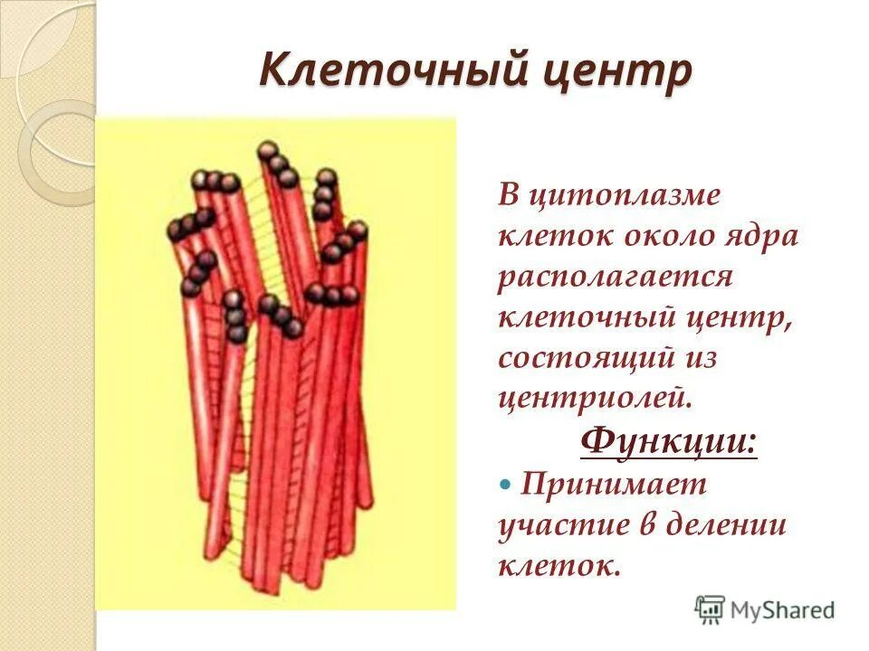 цитоплазма особенности строения и функции. центриоли в клетке рисунок. центросфера клеточного центра. клеточный центр цитоплазмы. эндоплазматическая сеть комплекс гольджи митохондрии.